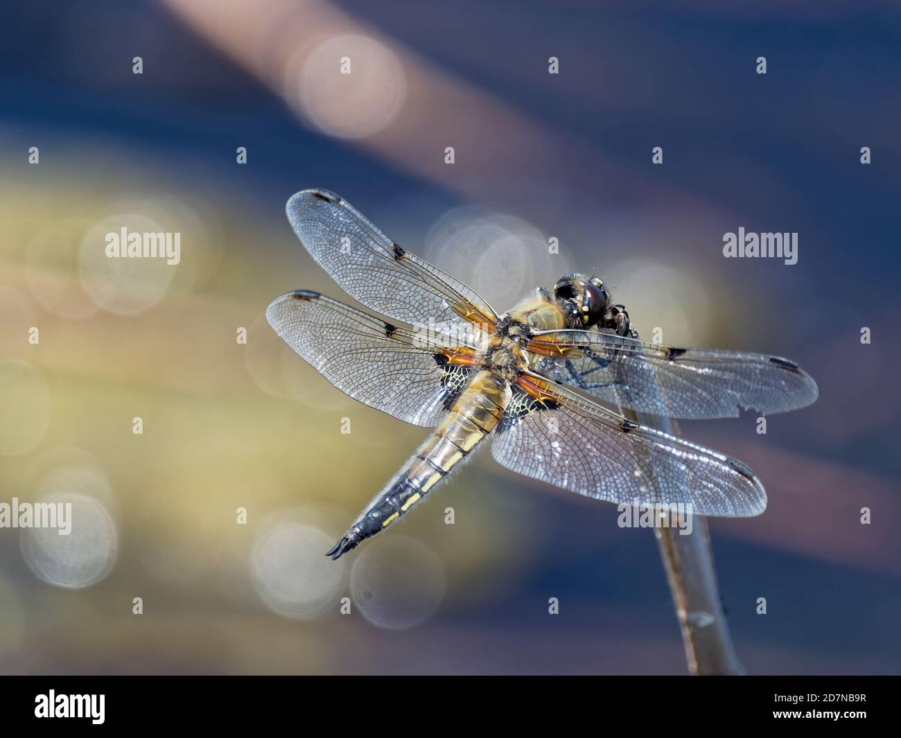 Dragonfly, ordine Odonata Foto Stock