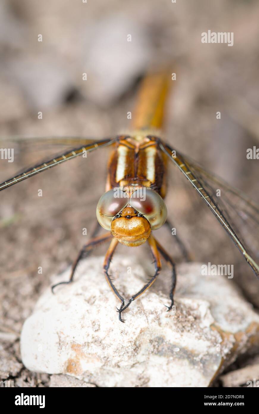 Macro primo piano di UN Dragonfly Skimmer con Keeled Female, Orthetrum coerulescens, che mostra i dettagli di IT's Compound Eye.UK Foto Stock