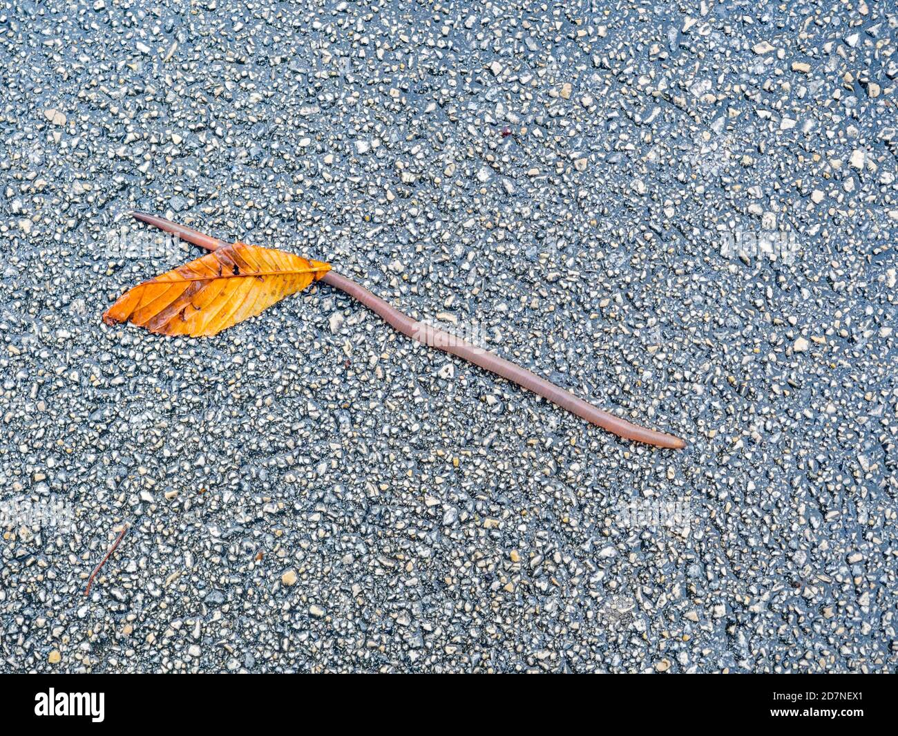 Verme di terra e foglie caduto sulla città asfaltata vista terra dall'alto dopo la pioggia Foto Stock