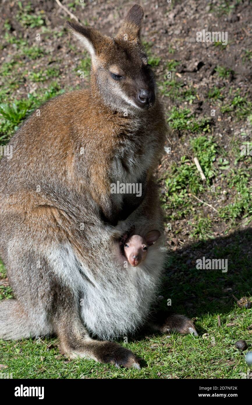 Wallaby di Bennett con Newborn Joey Foto Stock