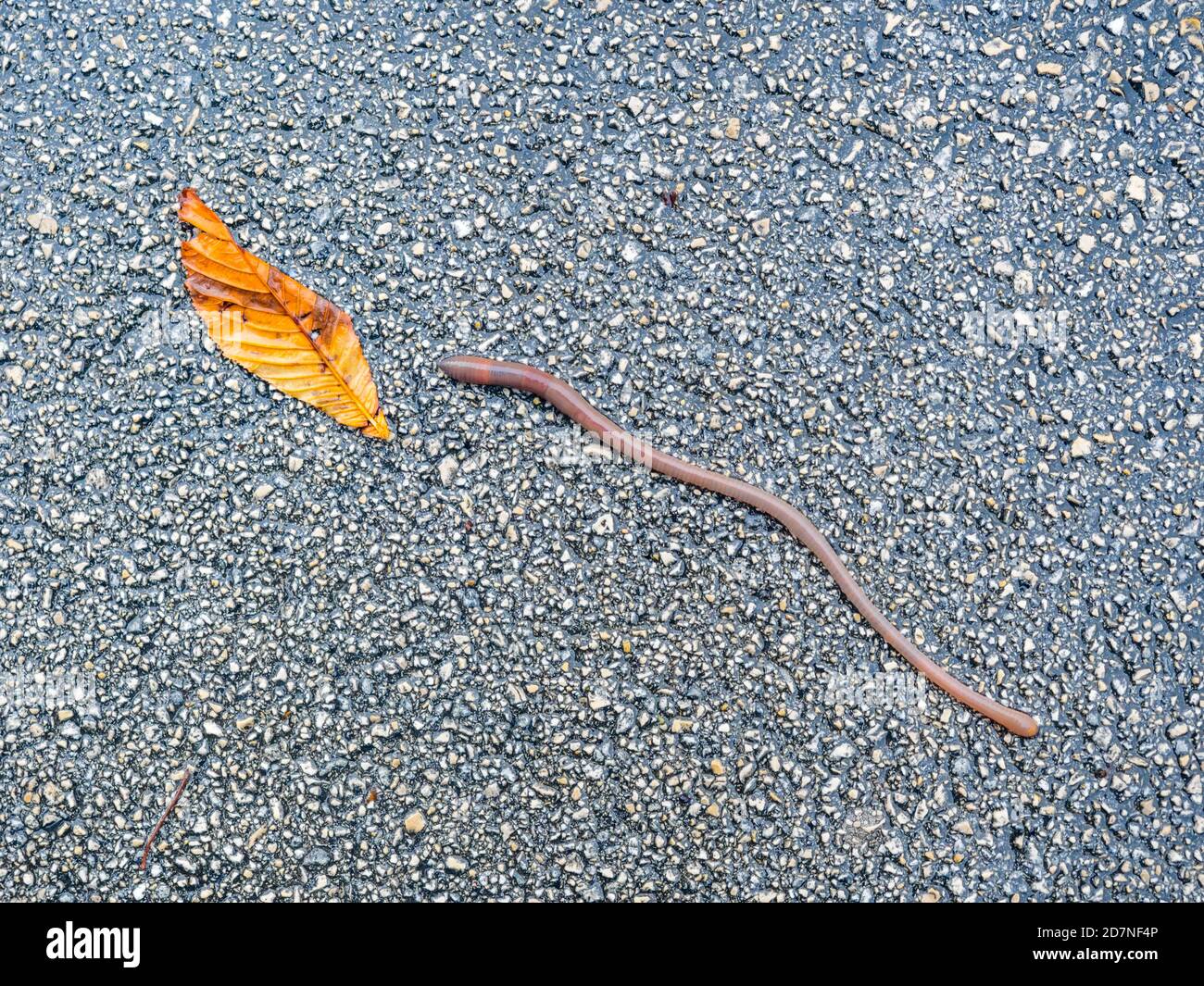 Verme di terra e foglie caduto sulla città asfaltata vista terra dall'alto dopo la pioggia Foto Stock