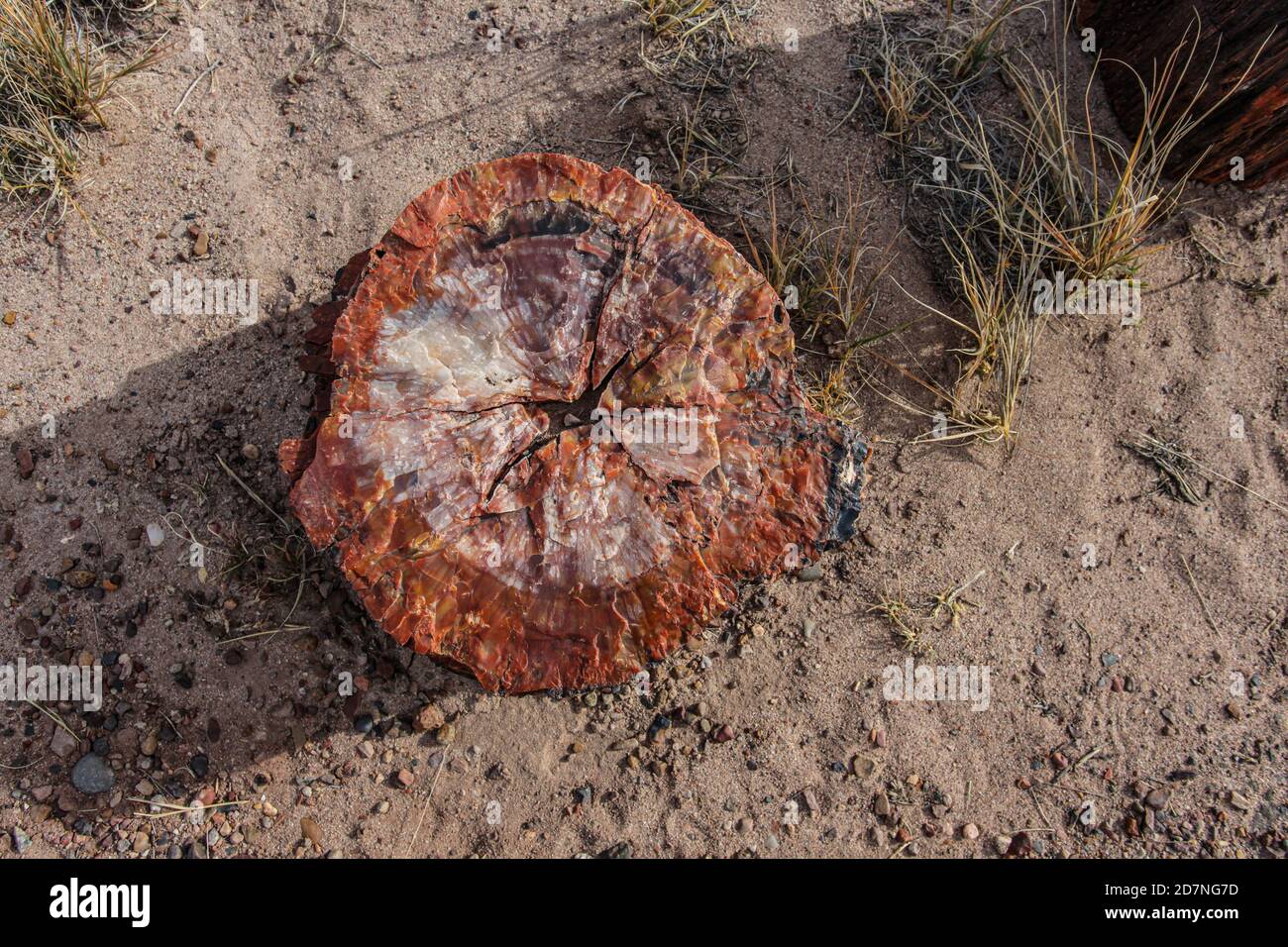 Il Parco Nazionale della Foresta pietrificata protegge i resti di una grande foresta di 200 milioni di anni, ora sotto forma di tronchi pietrificati. Foto Stock