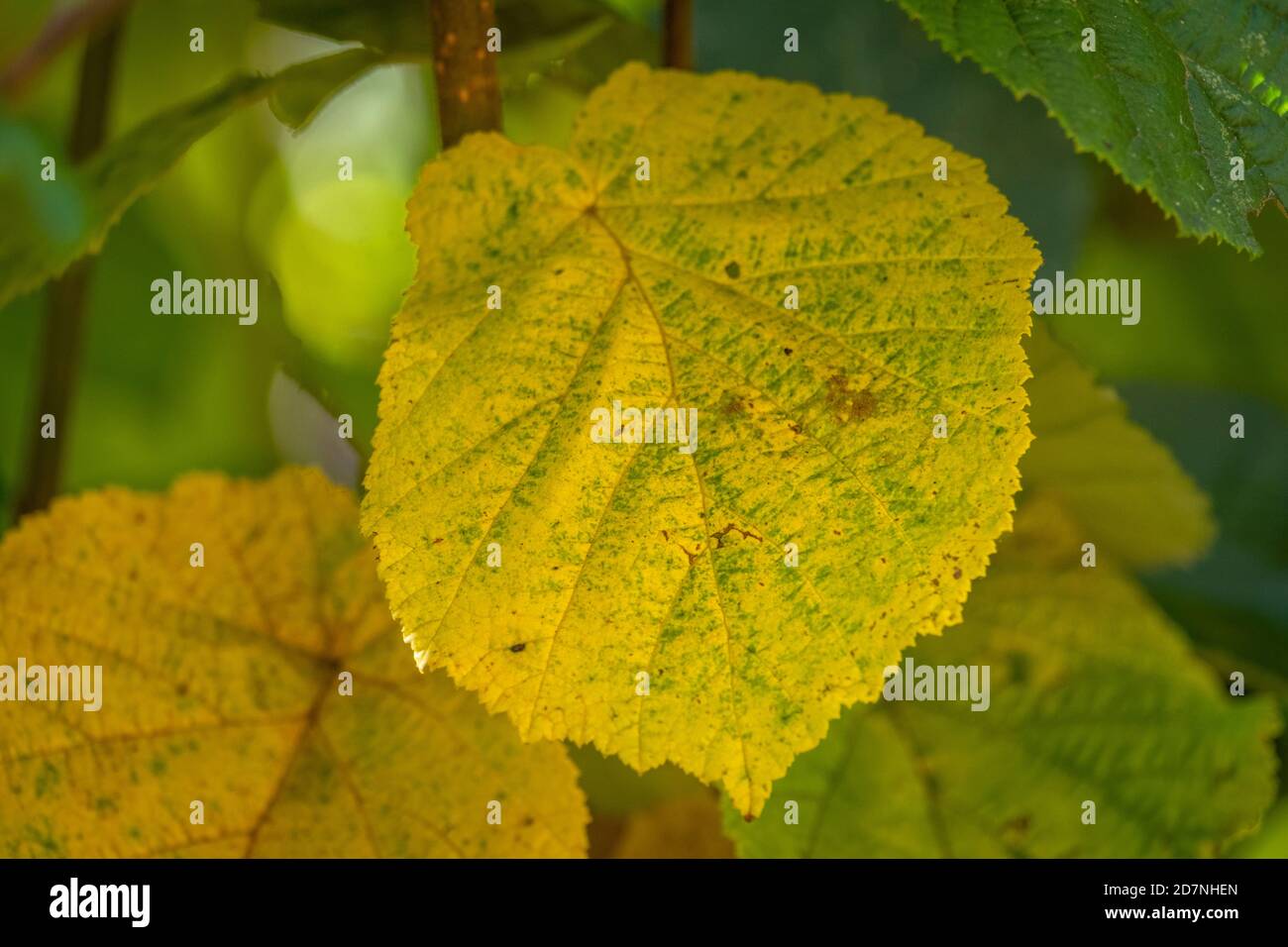 In autunno, in un parco giochi, è possibile scattare una foto di foglie colorate Foto Stock
