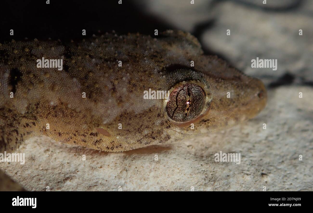 Macro shot che mostra la modellatura dettagliata dell'occhio del geckos Foto Stock