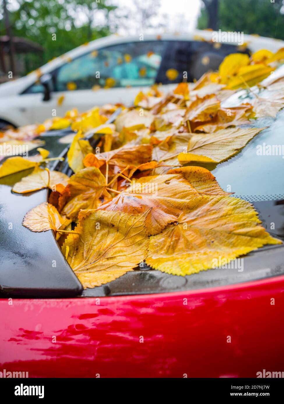 Vista ravvicinata delle foglie cadute in cima all'auto parcheggiata Red Auto Autunno Autunno stagione Foto Stock