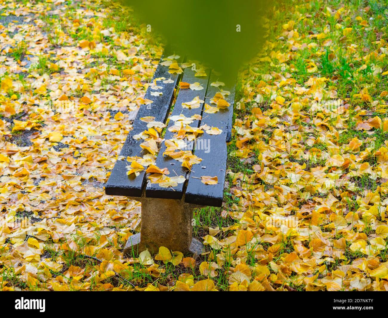 Foglie cadute su panca di legno nel parco Autunno autunno stagione isolato dietro foglia di albero Foto Stock