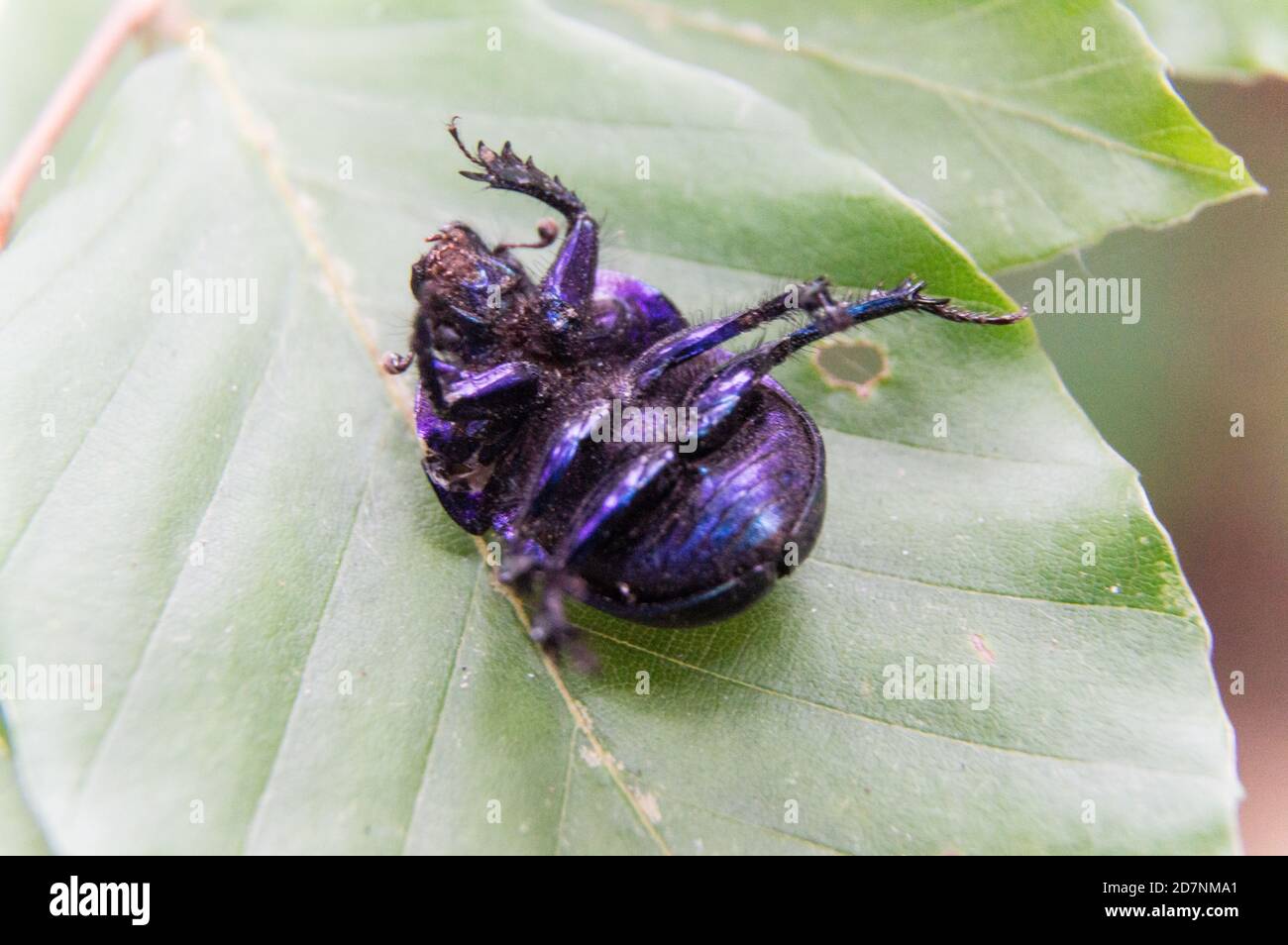 bug morto su congedo verde Foto Stock