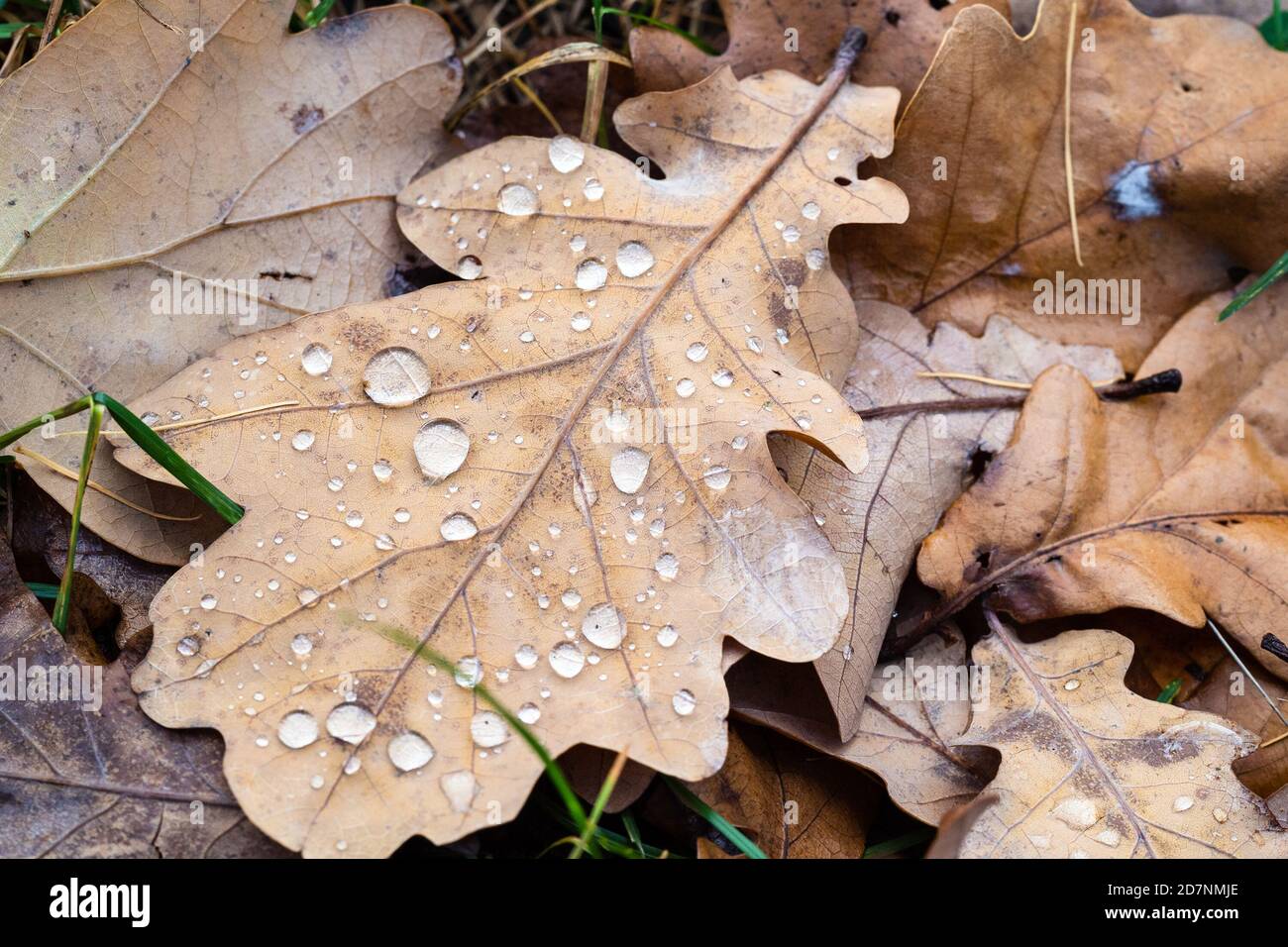 vista dall'alto della foglia di quercia essiccata con rampe ravvicinate sul prato dopo la pioggia il giorno d'autunno Foto Stock