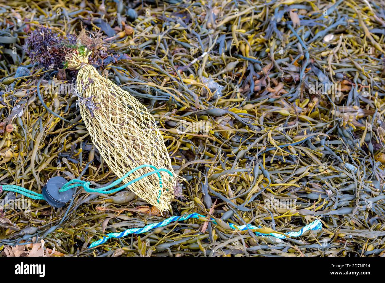 Un'aragosta o un'esca di granchio male sdraiato in alghe bagnate. Il sacchetto è di colore giallo pallido e presenta una stringa di prelievo in acqua. Vista in primo piano. Foto Stock