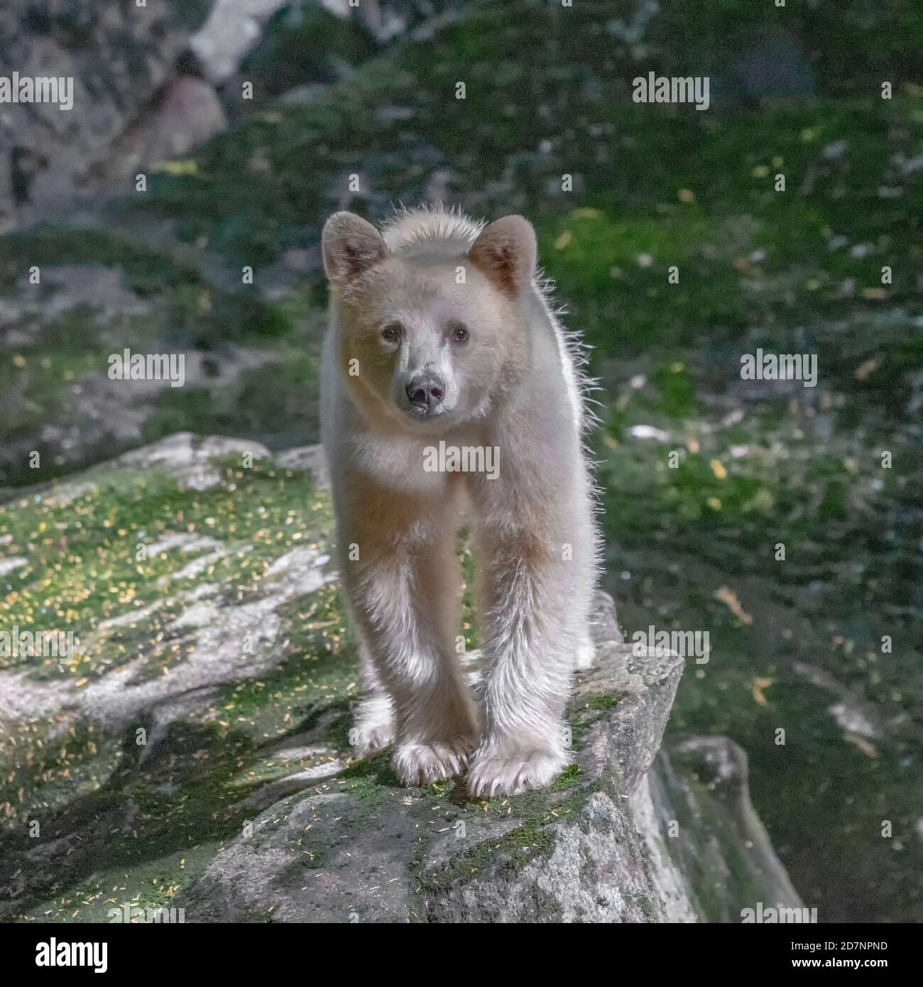 Spirit Bear Great Bear Rainforest British Columbia Foto Stock