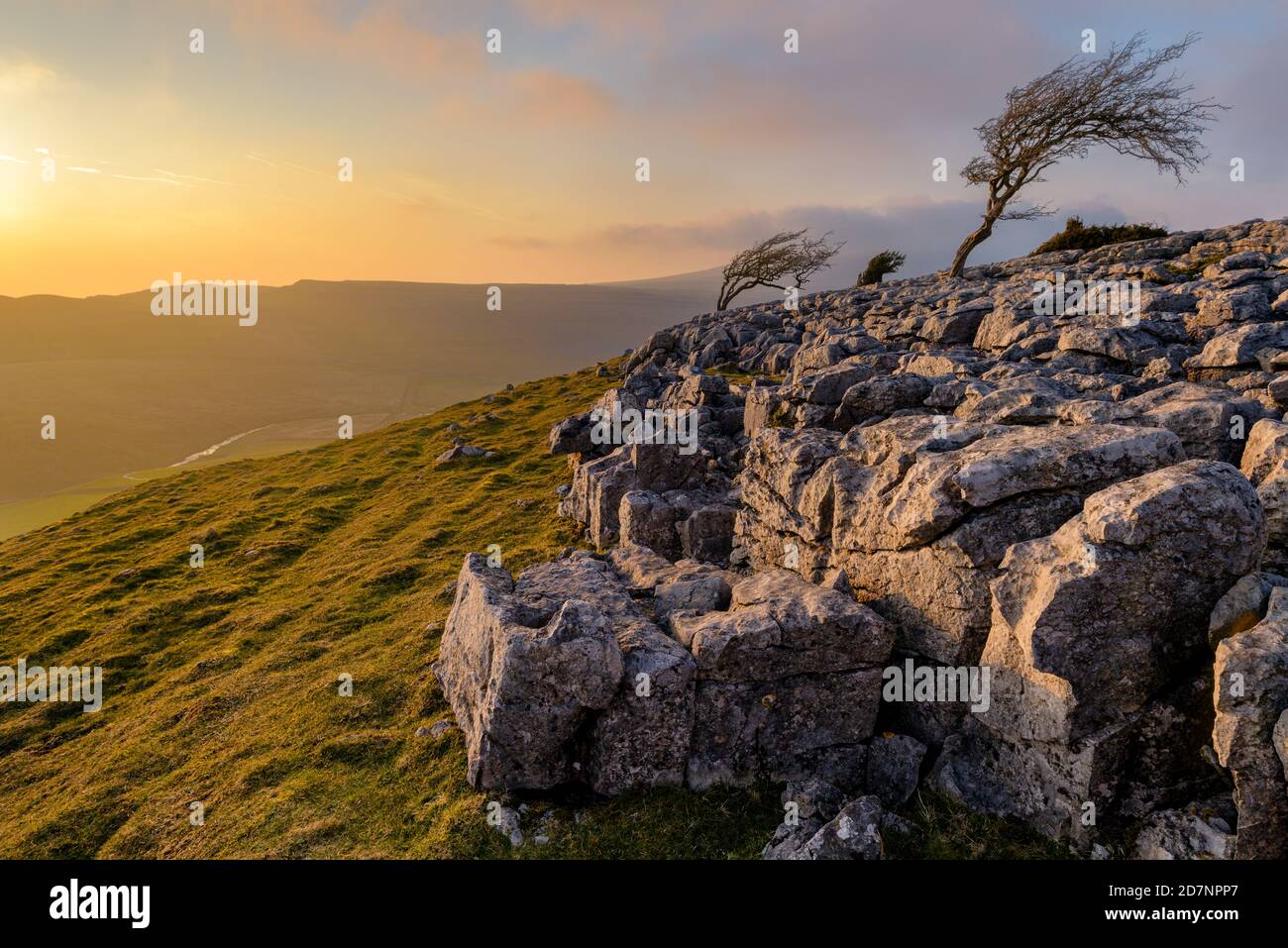 Yorkshire Dales tramonto estivo con alberi spazzati dal vento e pavimento in pietra calcarea. Foto Stock