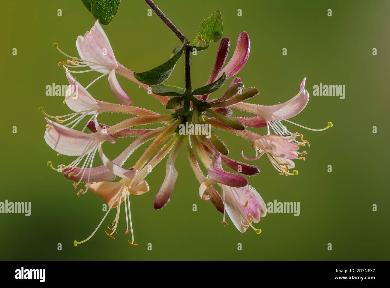 Honeysuckle, Lonicera periclymenum, in fiore; profumato scalatore a fioritura estiva. Foto Stock
