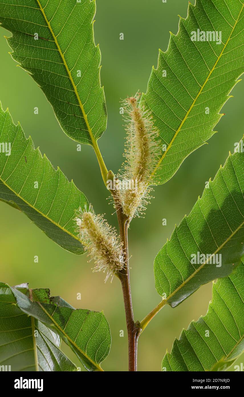 Castagna dolce, Castanea sativa fiori maschi in tovaglioli, contro la luce. Foto Stock