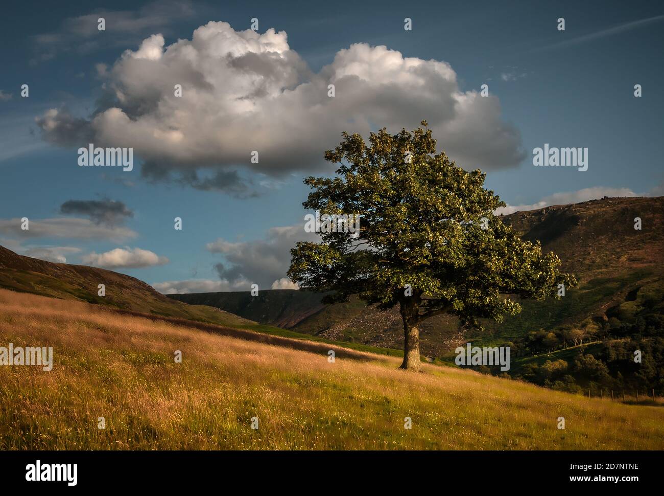 Lone Tree, colline e alberi di Pennine a Dovestone, Saddleworth, Greater Manchester, con erbe dorate, nuvole e cielo blu, in una serata di luglio Foto Stock