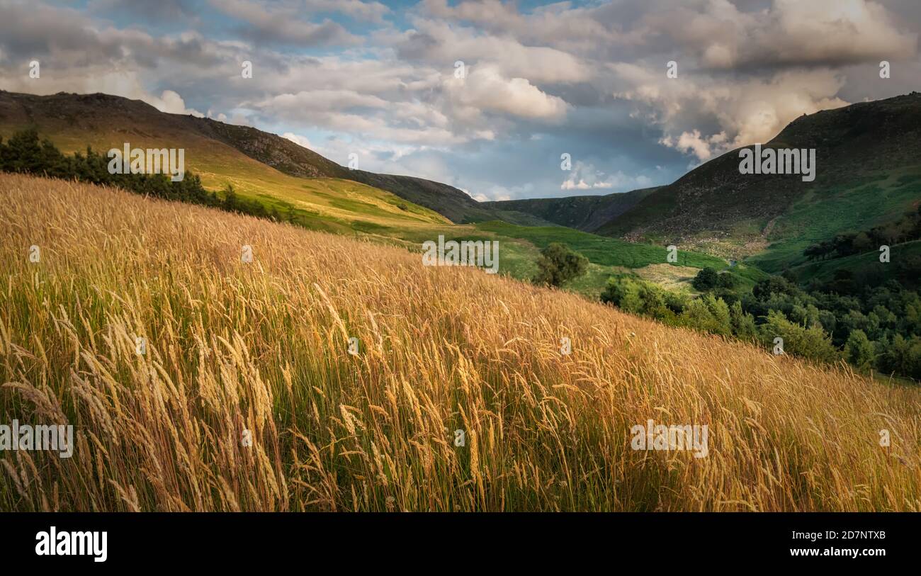 Colline e alberi di Pennine, dove Stone, Saddleworth, Greater Manchester, con erbe dorate, nuvole e cielo blu, in una serata di luglio. Foto Stock