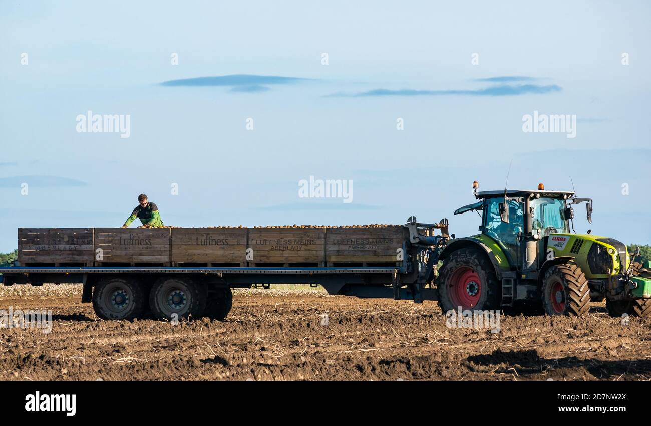 Trattore con rimorchio di casse di patate e lavoratore agricolo nella raccolta delle patate, Luffness Mains Farm, East Lothian, Scozia, Regno Unito Foto Stock