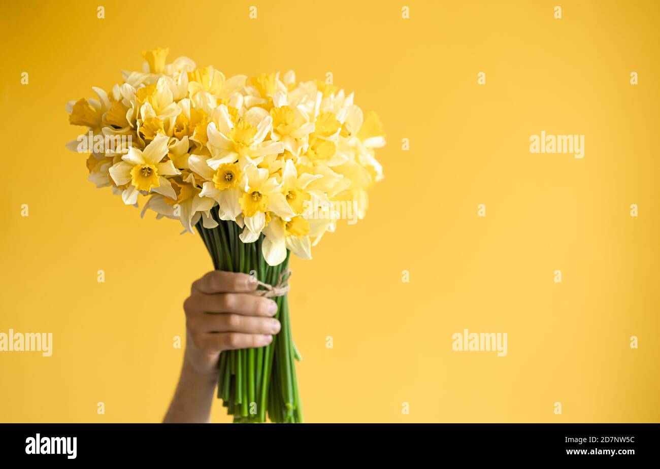 Sfondo giallo e mani maschili con bouquet di narcisi gialli. Il concetto di saluto e di giorno della donna. Foto Stock