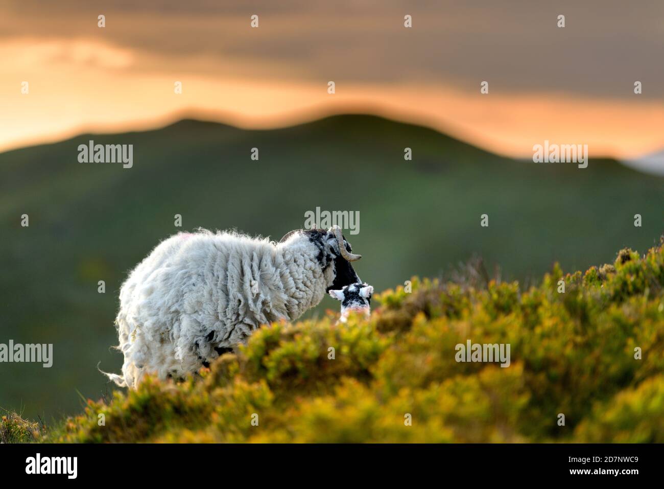 Madre pecora e giovane agnello sedettero sulla collina del Lake District ammirando le viste panoramiche e guardando il tramonto. Foto Stock
