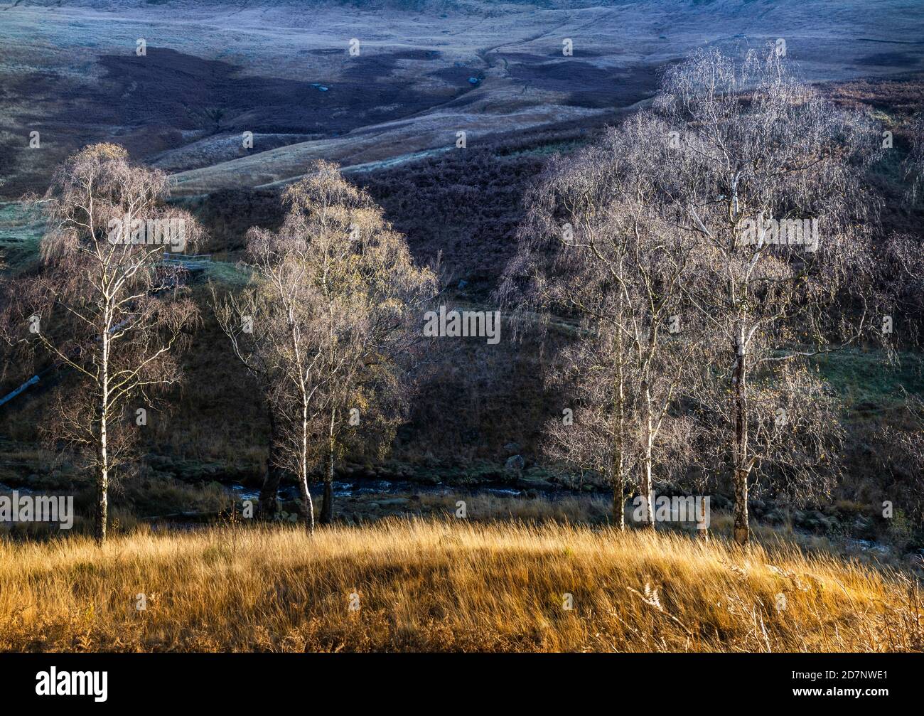 Alberi sulla collina sopra Dovestone Reservoir, Saddleworth, Greater Manchester nel mese di novembre Foto Stock