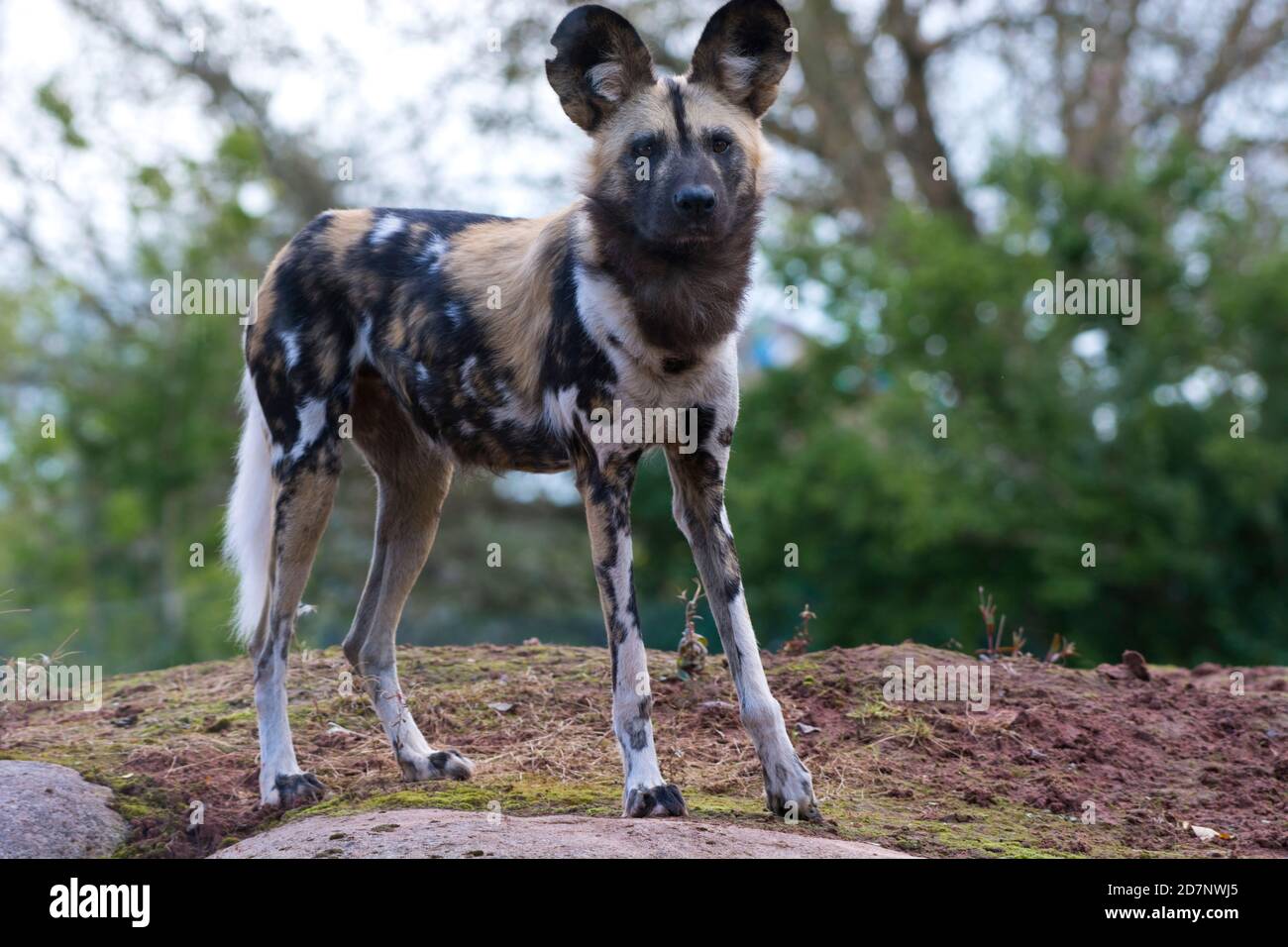 African Wild Dog Foto Stock