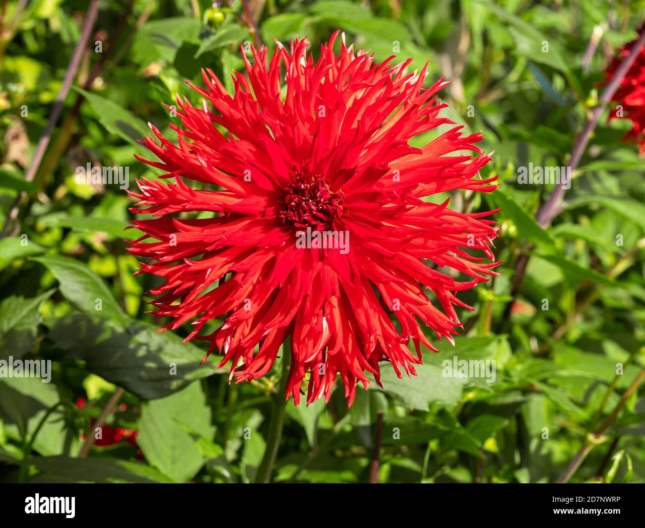 Primo piano di una bella grande fioritura frilly rosso Dahlia e. foglie verdi in un giardino Foto Stock