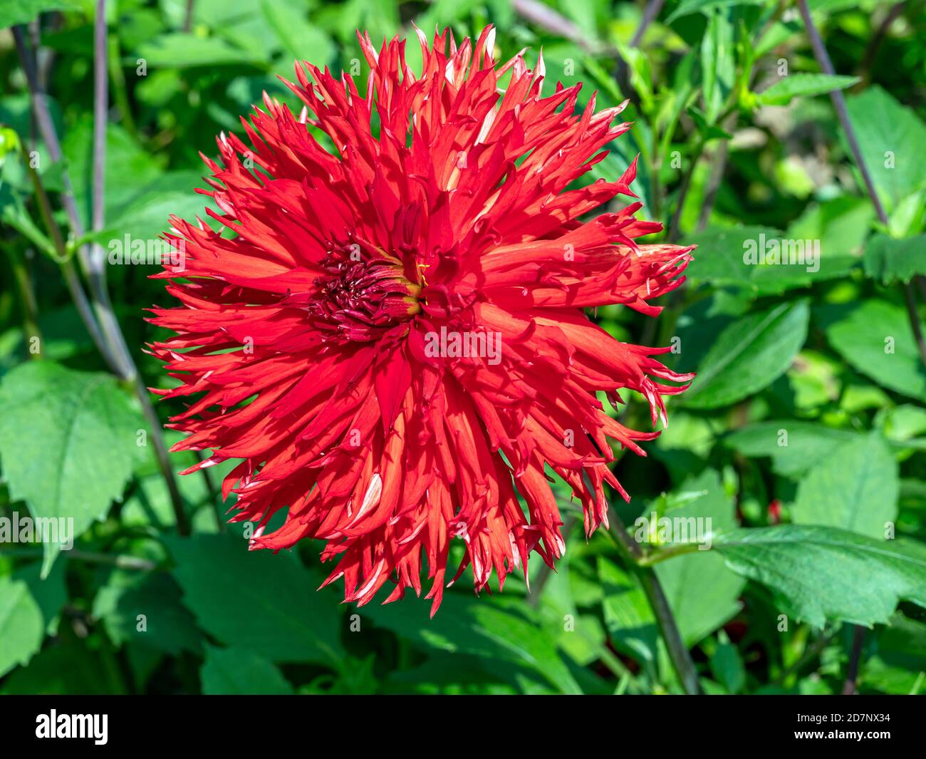 Primo piano di una bella grande fioritura frilly rosso Dahlia e. foglie verdi in un giardino Foto Stock
