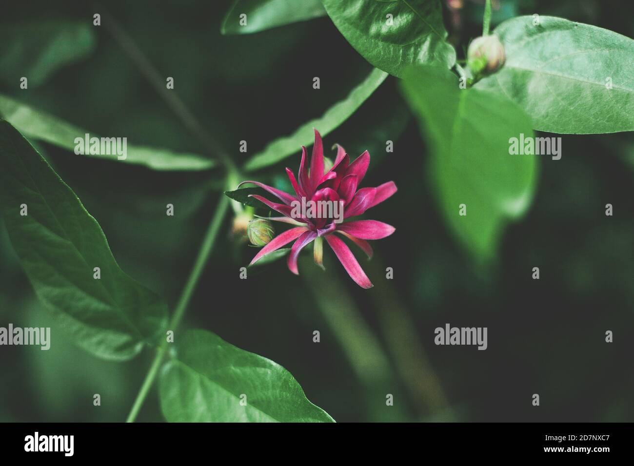 Wildflower in natura su un sentiero escursionistico Foto Stock