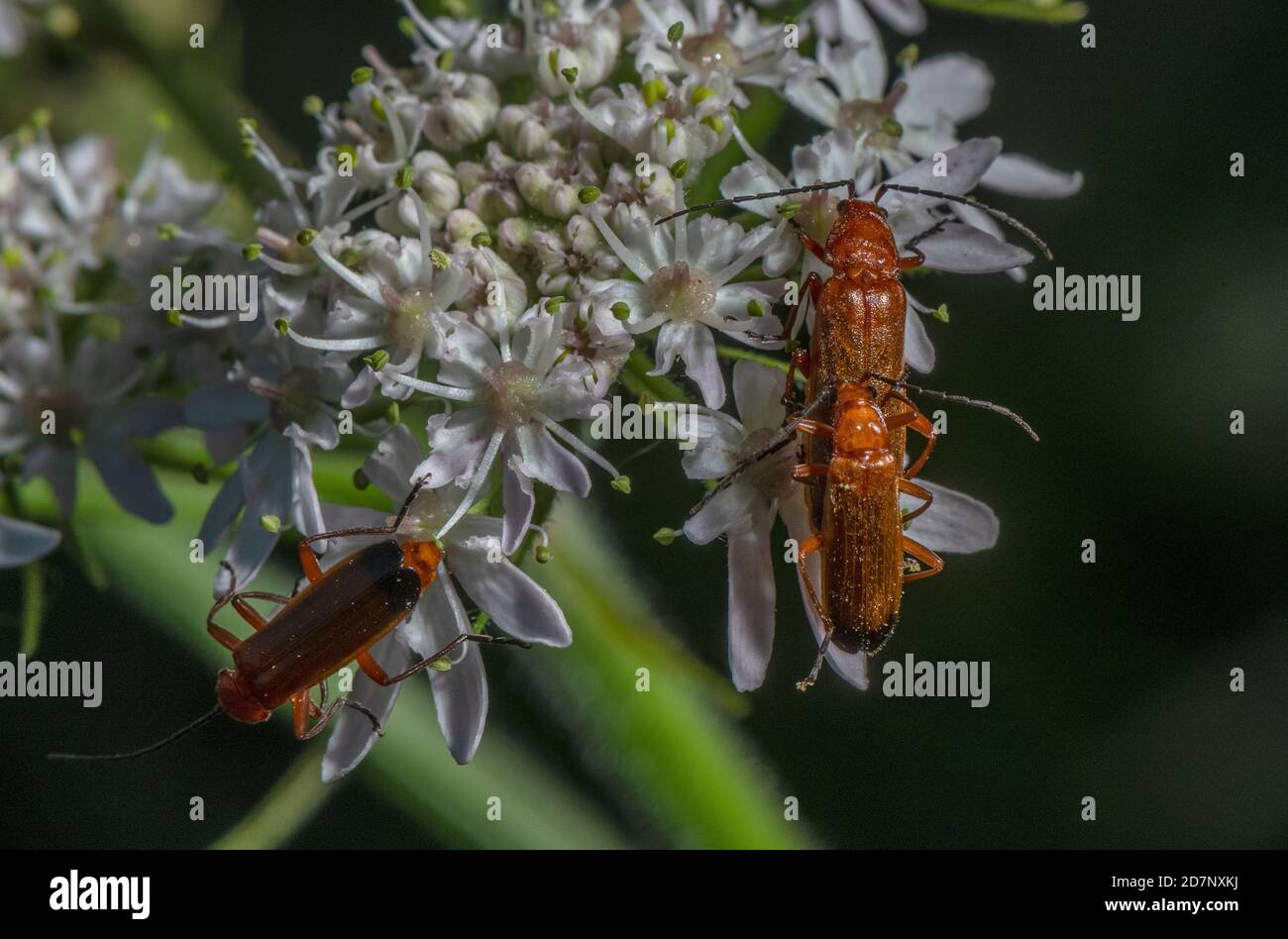 Common Red Soldier Beetle, Rhagonycha fulva, coppia di accoppiamento su Hogweed. Foto Stock