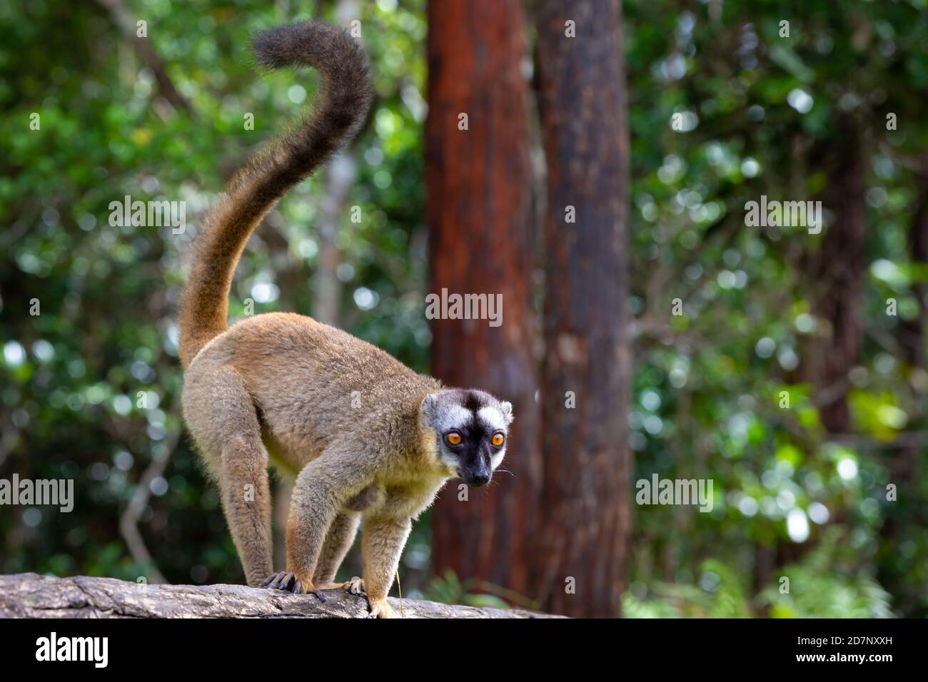 Alcuni lemuri bruni giocano nel prato e un tronco di albero e stanno aspettando i visitatori Foto Stock