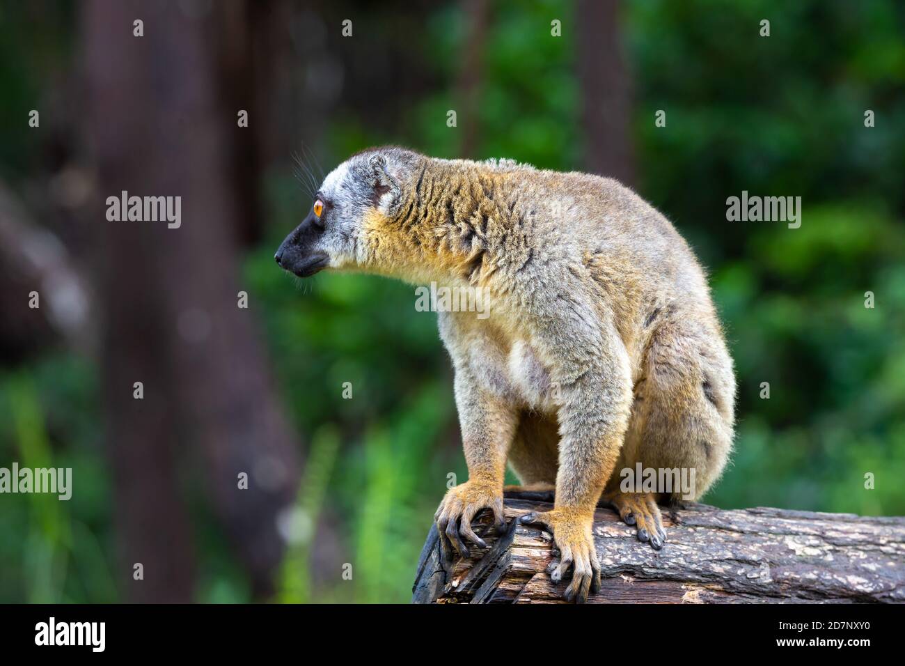 Alcuni lemuri bruni giocano nel prato e un tronco di albero e stanno aspettando i visitatori Foto Stock