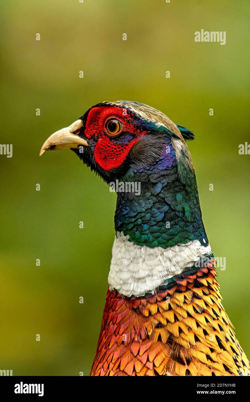 Phasianus colchicus comune fagiano Cock uccello mostrando i suoi colori vivaci in un giardino Norfolk. Foto Stock