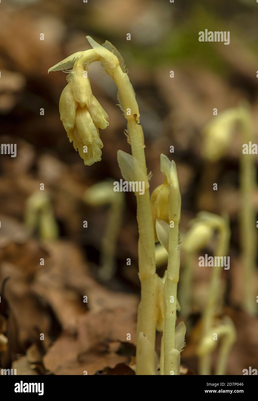 Nido d'uccello giallo, Hypopitys monotropa, in fiore in bosco di faggio, piantagione; Dorset. Foto Stock