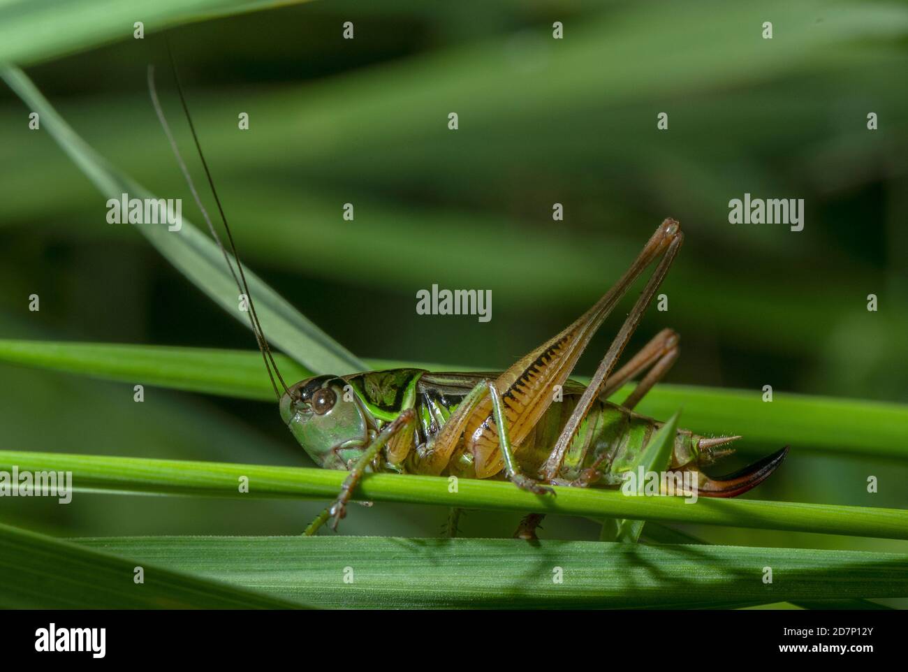 Femmina Roesel's bush-cricket, Roeseliana roeselii, in prateria ruvida, prato umido. Foto Stock
