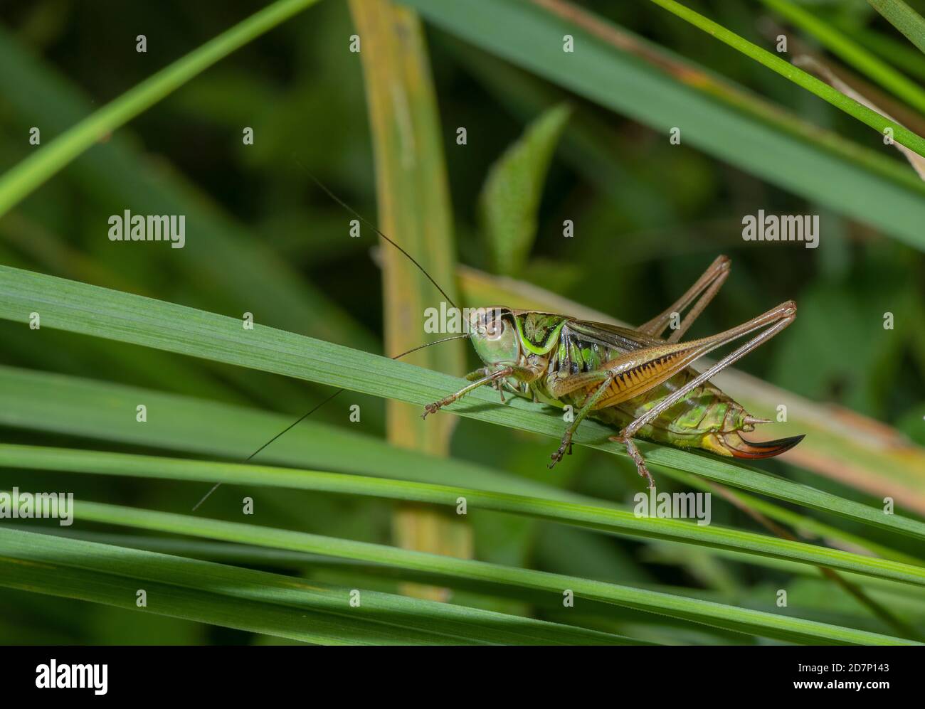 Femmina Roesel's bush-cricket, Roeseliana roeselii, in prateria ruvida, prato umido. Foto Stock