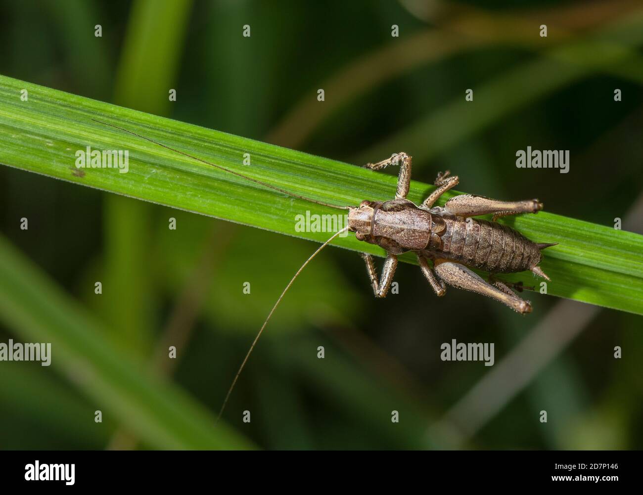 Maschio Bush-cricket scuro, Poolidoptera griseoaptera, prendere il sole sulla lama d'erba. Dorset. Foto Stock