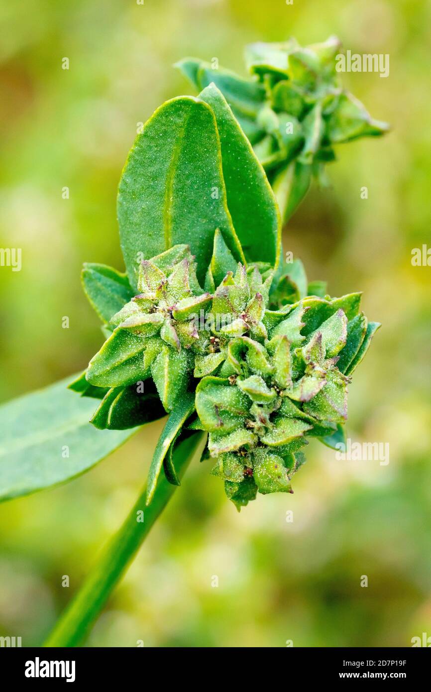 Orache comune o radice di ferro (patula atriplex), primo piano mostrando un grappolo di fiori piuttosto insignificanti della pianta. Foto Stock