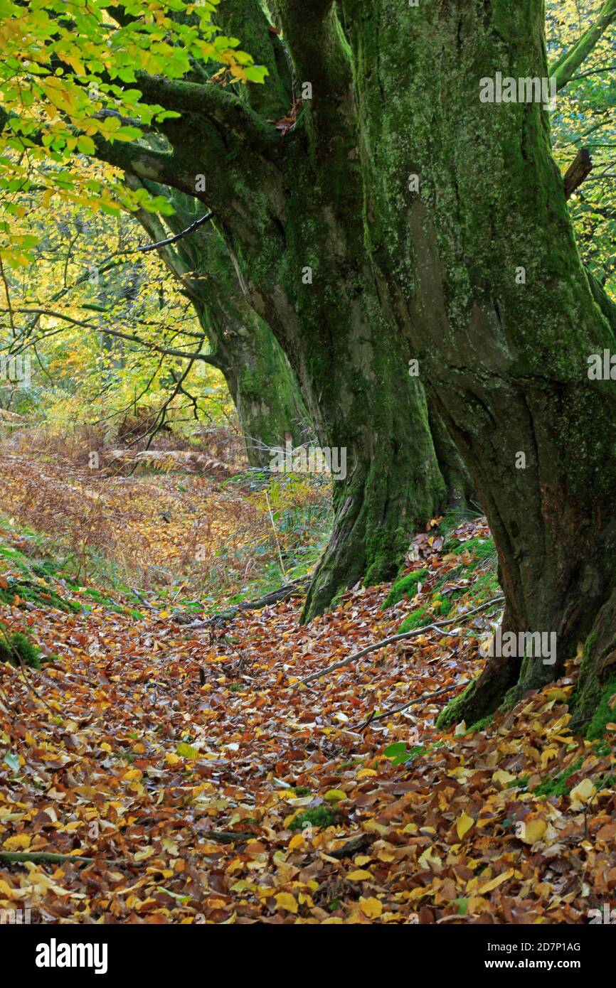 Colori autunnali e alberi di faggio nella Foresta di Dean REGNO UNITO Foto Stock