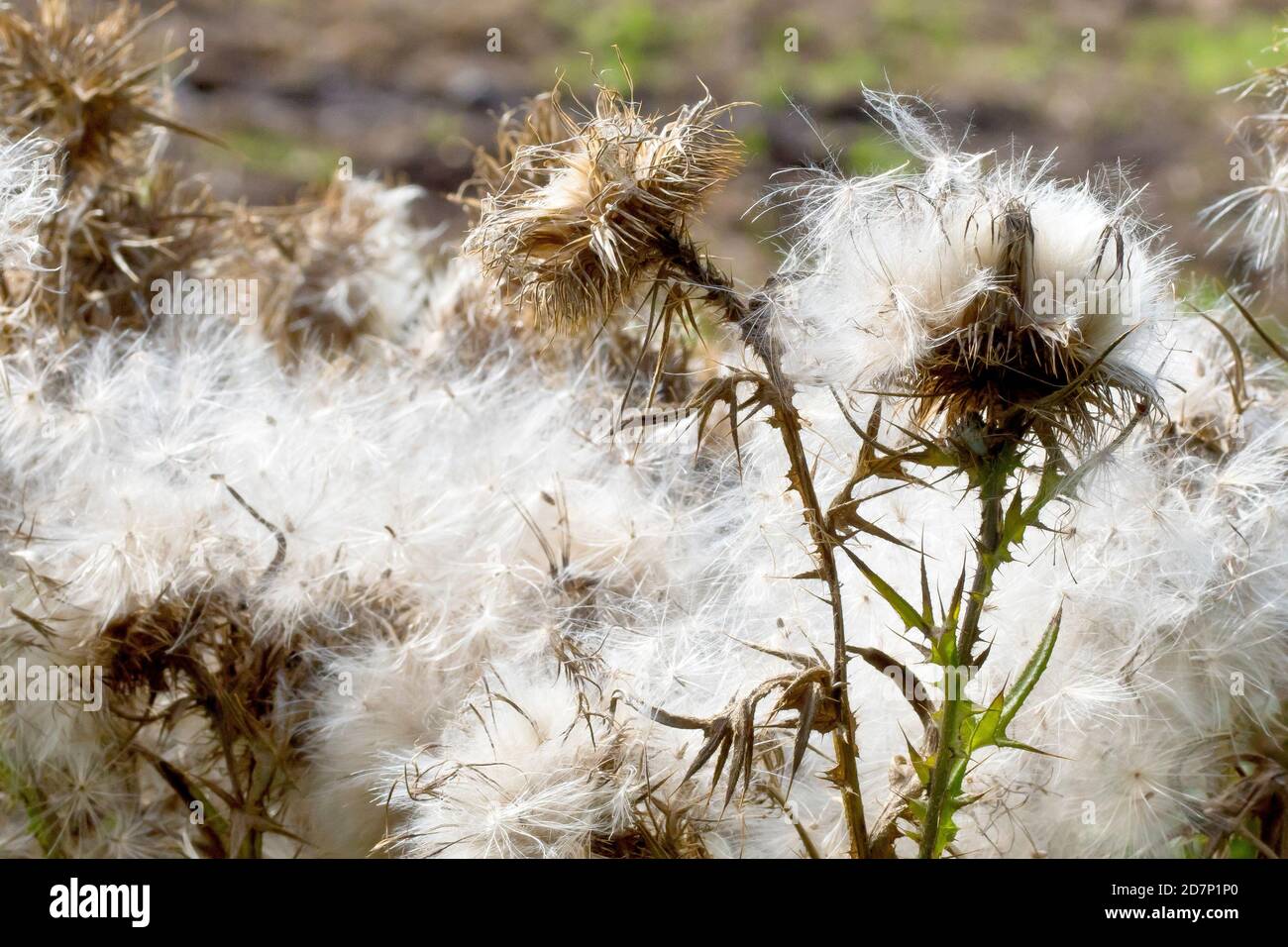 Spear Thistle (cirsium vulgare), primo piano di diverse piante coperte da una massa dei semi di piume che producono, non essendo ancora stati dispersi. Foto Stock