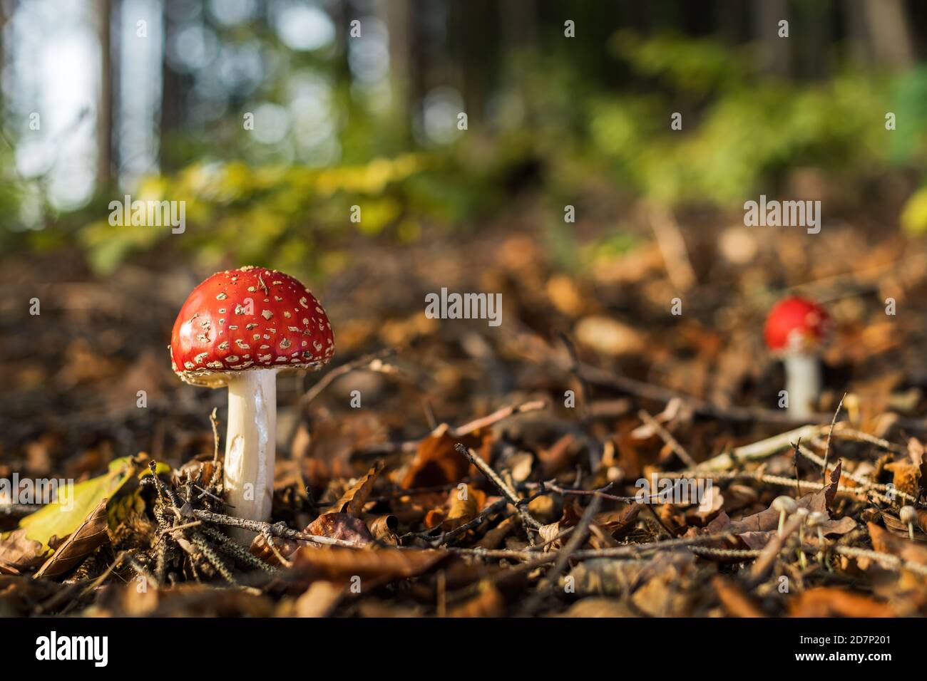 Fly Agaric mushroom - Amanita muscaria, bel fungo velenoso rosso dalle foreste europee, Zlin, Repubblica Ceca. Foto Stock