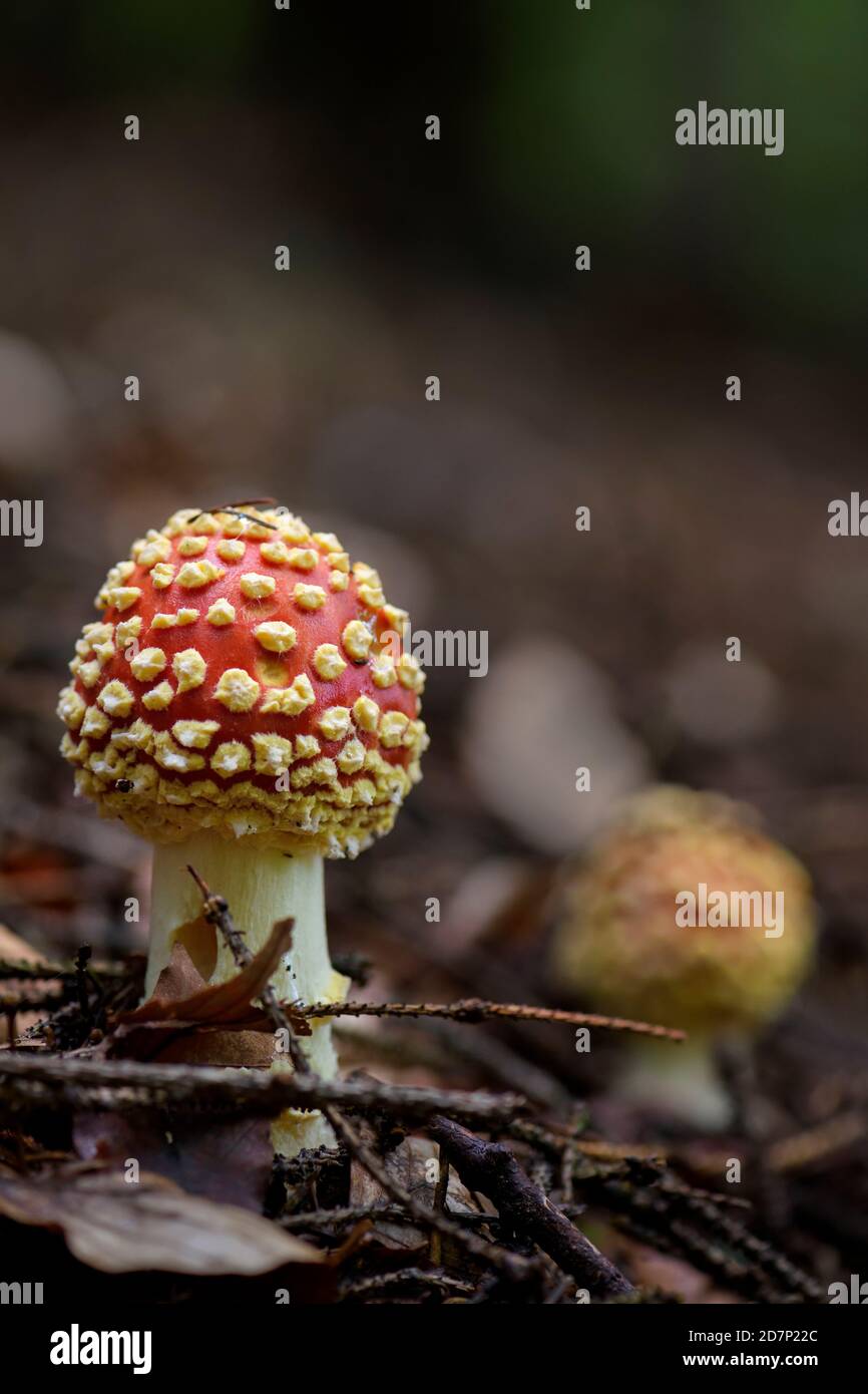 Fly Agaric mushroom - Amanita muscaria, bel fungo velenoso rosso dalle foreste europee, Zlin, Repubblica Ceca. Foto Stock
