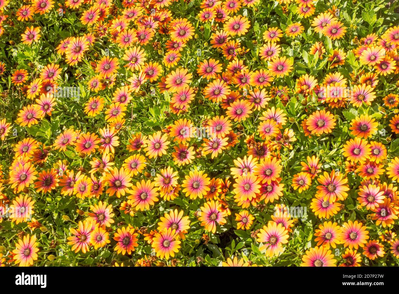 Un letto di fiori di arancio e viola africano Daisies o Osteospermum, Inghilterra, Regno Unito Foto Stock