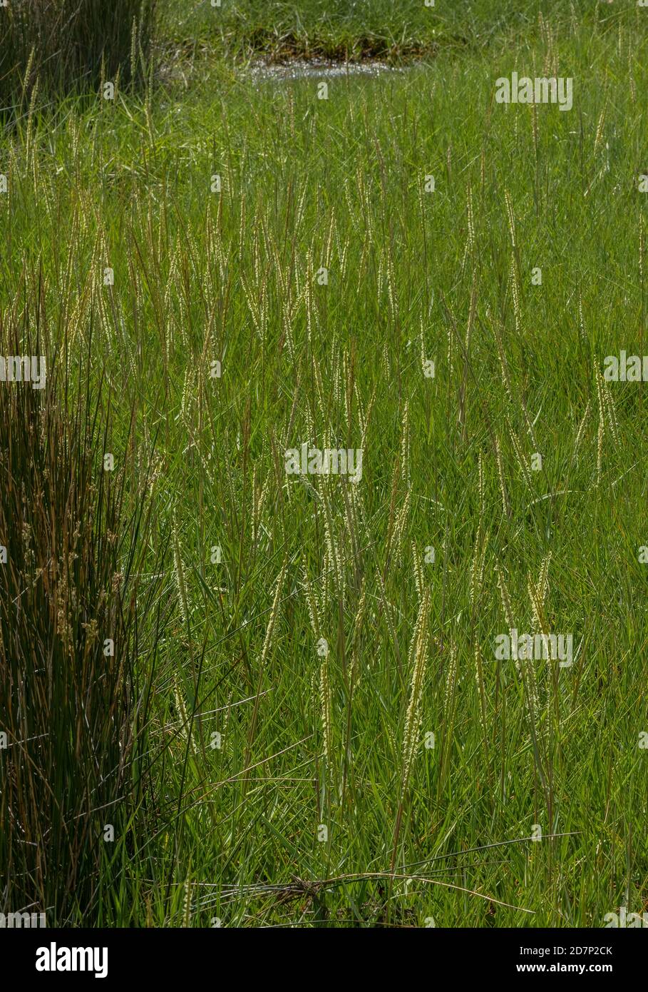 Cordgrass comune, Spartina anglica, in fiore in salmarsh, Poole Harbour. Una specie neonativa. Foto Stock