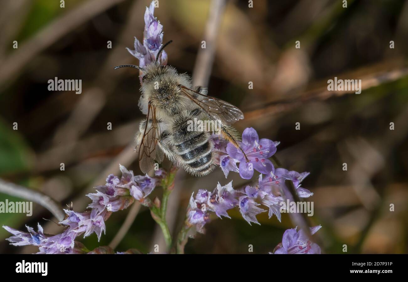 Maschio Ashy Mining-Bee, Andrena cineraria, su fiori di lavanda di mare alla fine di luglio. Dorset. Foto Stock