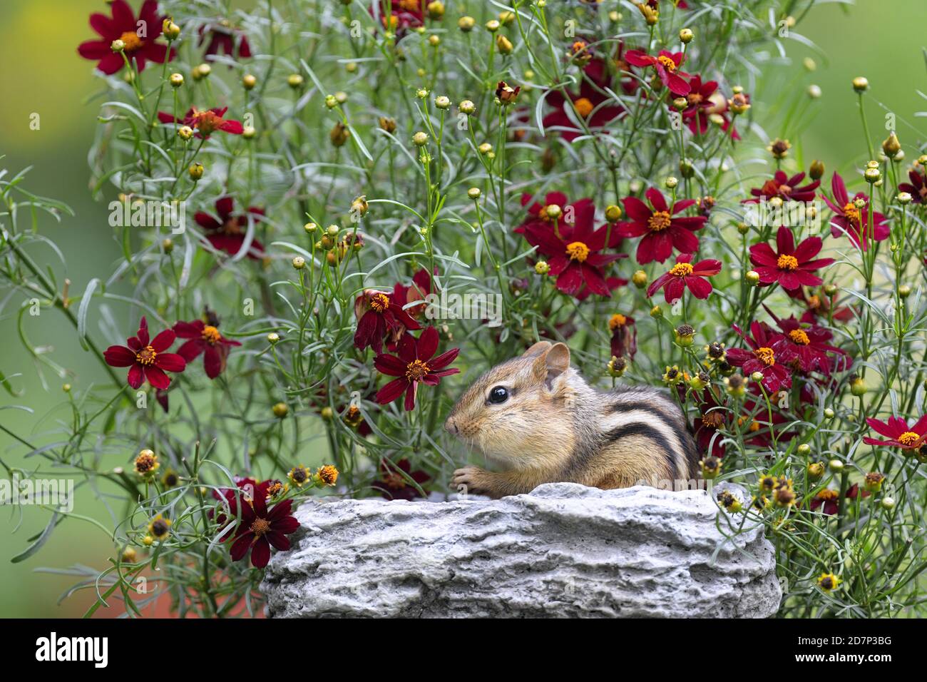 Un Chipmunk orientale che mangia tra alcuni fiori rossi Foto Stock