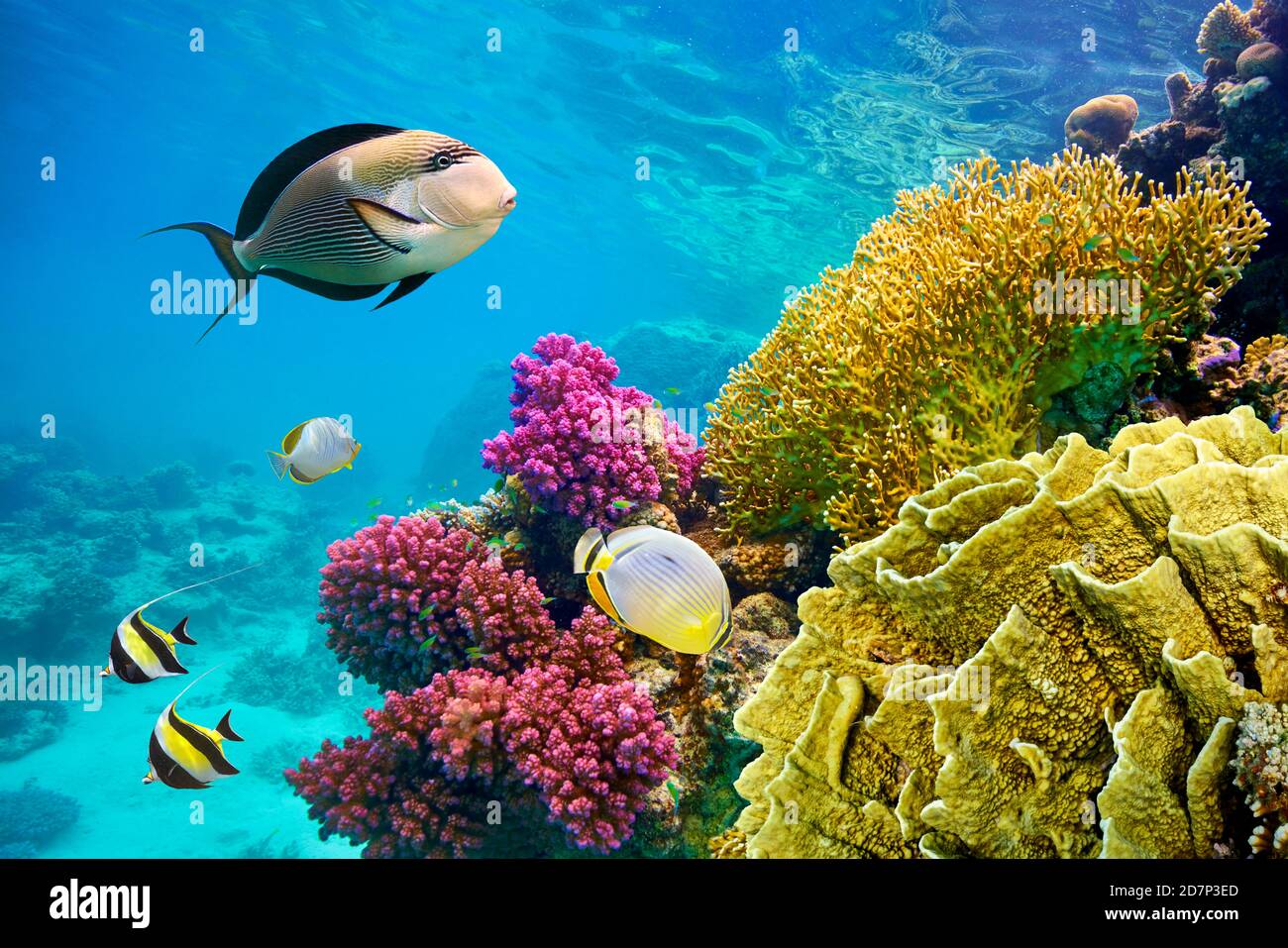 Mar Rosso, Egitto - vista subacquea a pesci e barriera corallina, Marsa Alam Foto Stock