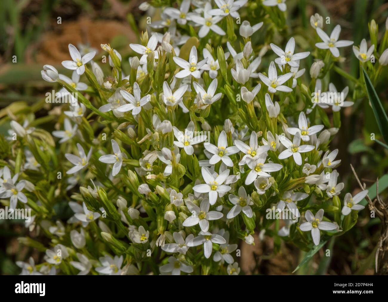 Centaury snello, Centaurium tenuiflorum ssp. Anglicum, forma bianca sulle falesie del Dorset occidentale. Molto raro nel Regno Unito. Foto Stock