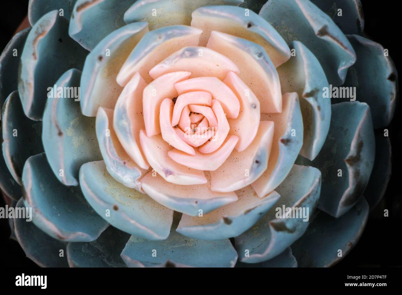 primo piano di pianta succulente blu Foto Stock