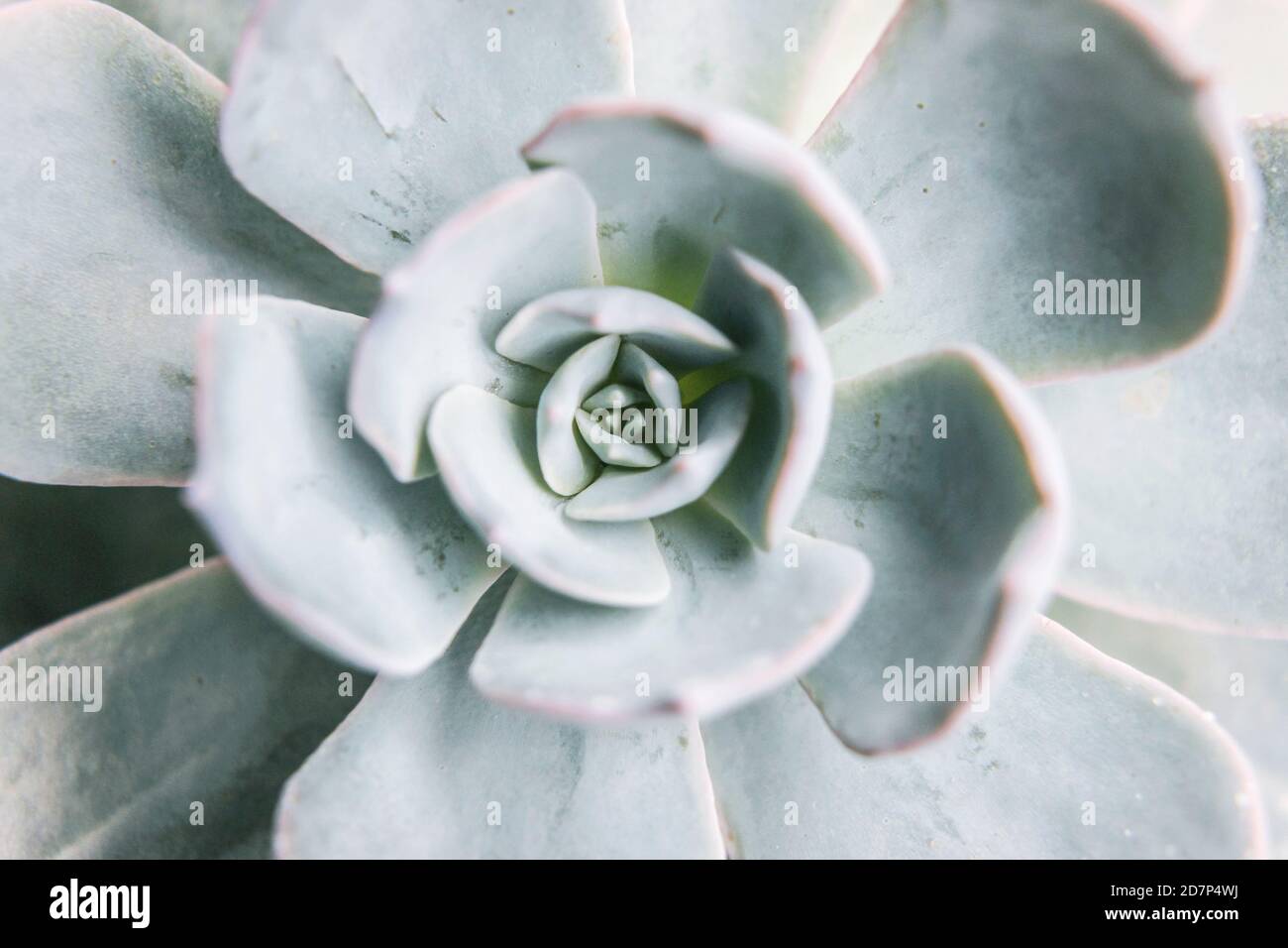 primo piano di pianta succulente blu Foto Stock