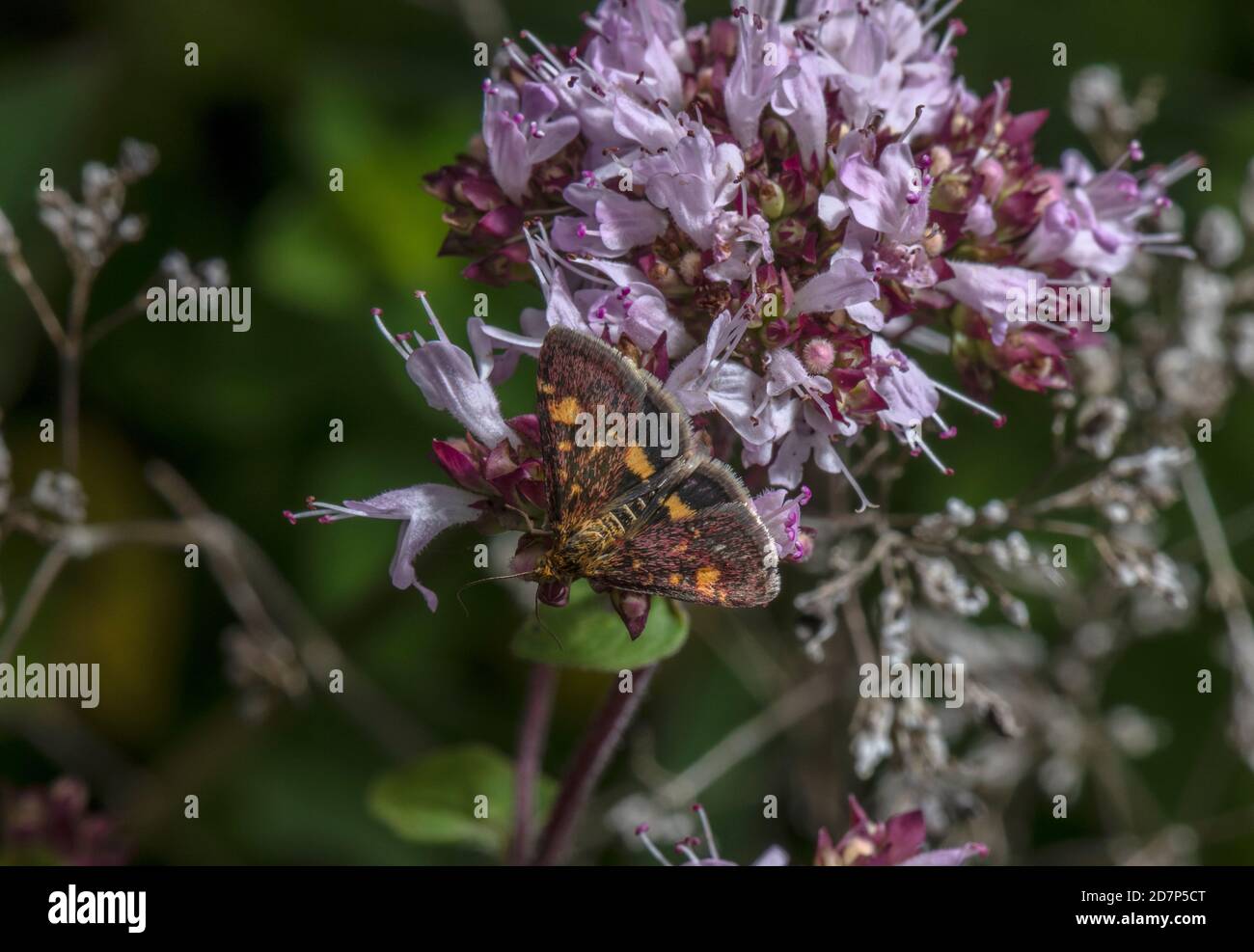 Viola comune e oro, Pyrausta puralis, - una micromoth - che si nuce a Marjoram su gesso downland. Foto Stock