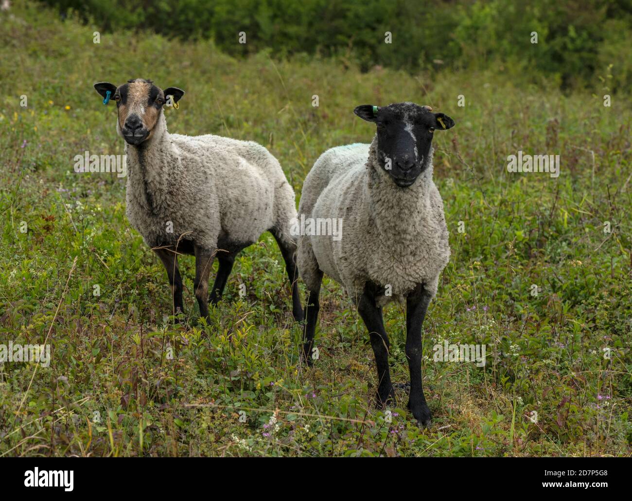 Gregge di pecore che pascolano il terreno discendente di gesso a Broughton Down, Hampshire. Foto Stock